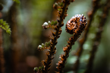 fern in forest