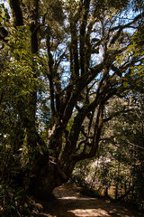 Fototapeta premium Tree in forest