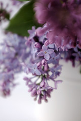 Spring flowering lilac. Bouquet of purple lilac in a white vase on a white background close-up. Selective focus. 