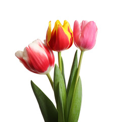 Beautiful bright spring tulips on white background