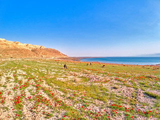 Spring in the Dead Sea. Israel.