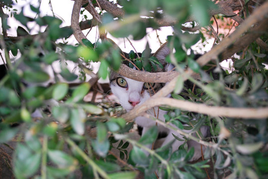 Gatto seminascosto dentro a un cespuglio