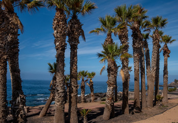 Coastline and sea front with palm trees at Alcala Tenerife Spain