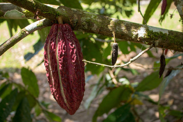 View of a plant in Ecuador in a sunny day