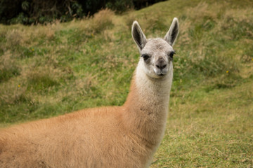 A funny animal in the nature