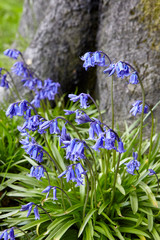 Bluebells in front of tree