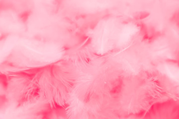 Beautiful abstract colorful black and red feathers on black background and soft pink feather texture on dark pattern and blue background, colorful feather, purple banners