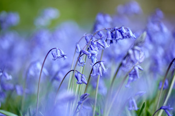 Bluebells