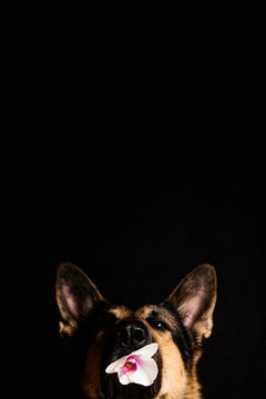 Portrait of a dog breed German shepherd holds in its mouth a phalaenopsis orchid flower on a black background with dust. Allergy. Copy space.