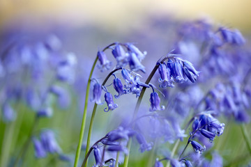 Bluebells