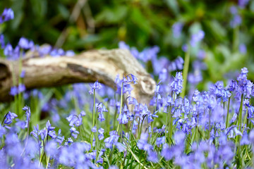 Bluebells in wood
