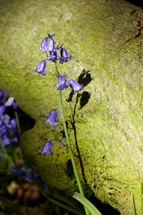 Bluebell next to log