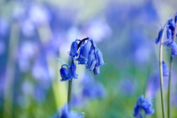 Bluebell in shade
