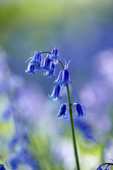 Bluebells