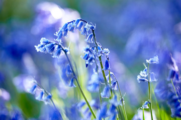 Bluebells
