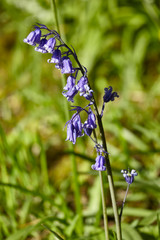Bluebell