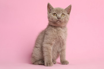 Scottish straight baby cat on pink background