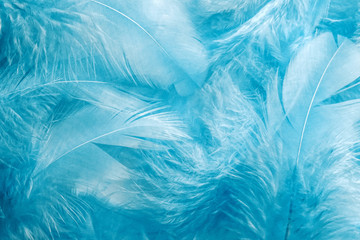 Fototapeta na wymiar Abstract soft blue feather background. Closeup of turquoise fluffy feathers. Soft selective focus
