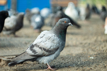 A domestic pigeon Columba livia close up.