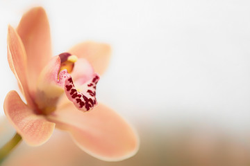 Beautiful sweet salmon color Phalaenopsis orchid flower in soft color and blur. Orchids flower, orchids closed up. Copy Space.