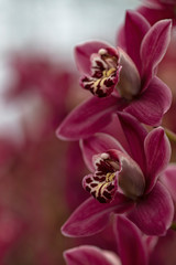 Fototapeta na wymiar Beautiful sweet purple color Phalaenopsis orchid flower tree in soft color and blur. Orchids flower, orchids closed up. Copy Space.