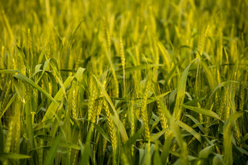 Green wheat field at vegetative stage
