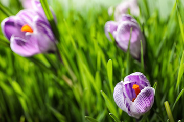 Fresh grass and crocus flowers on light green background, closeup. Spring season