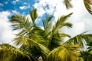 Fototapeta na wymiar Palm tree leaves with beautiful blue sky