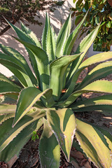 Closeup of large agave plant.