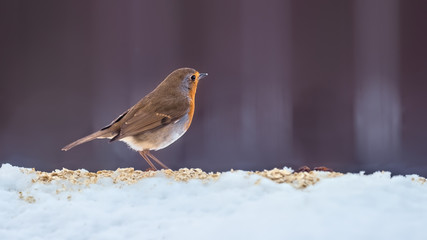 Robin redbreast in winter snow feeding on oats showing his feathers and plumage