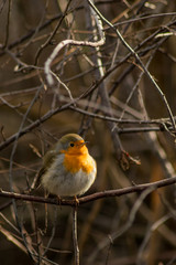 Robin bird sitting in wildlife 