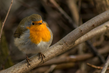 Robin bird sitting wildlife rubecula