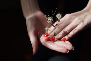 Female hands with dry flowers in dark room.