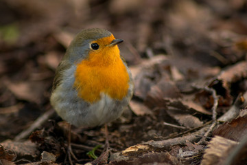 Robin bird sitting wildlife rubecula