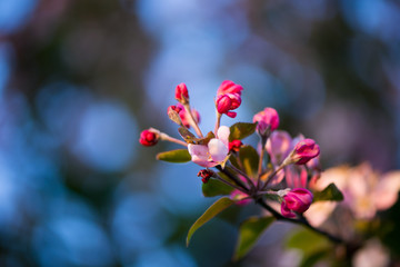 Apple blossom 