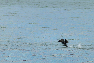 Cormorant fishing on the lake wildlife