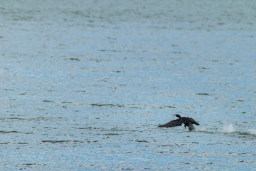 Cormorant fishing on the lake wildlife