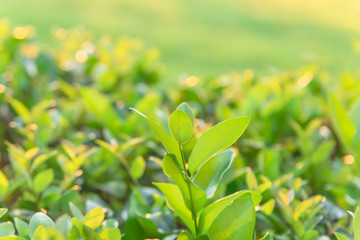 Full frame close-up beautiful leaves in morning light and grass lawn background