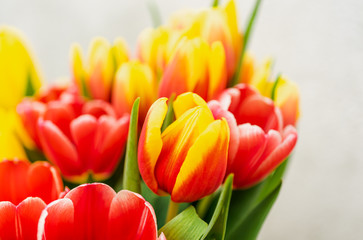 Beautiful close-up shot of a bunch of colorful tulips