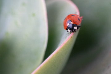 Ladybug free in nature
