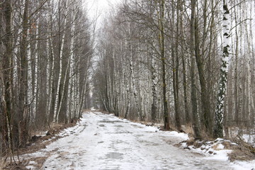 The road in a birch grove at the end of winter