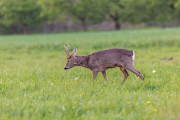 The European roe deer (Capreolus capreolus), also known as the western roe deer, chevreuil, or simply roe deer or roe, is a species of deer. Male European roe deer at the time of molting. 