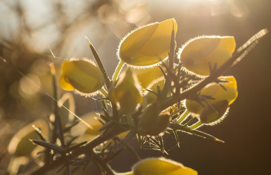 Gorse close up