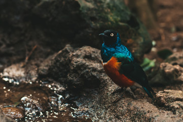 Superb starling or Lamprotornis superbus sitting on a tree branch with sunshine pouring overhead. Close up of a tropical bird in natural conditions.