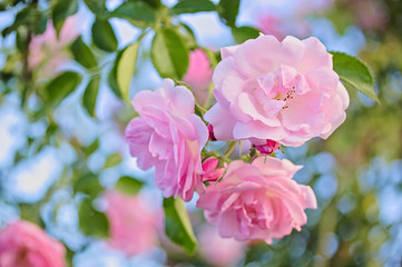 Fototapeta na wymiar Bush of pink roses in the garden