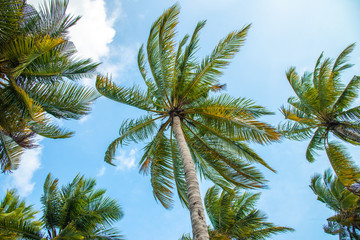 Palm trees with beautiful blue sky in the background