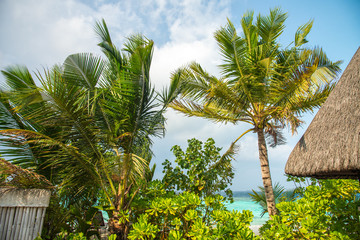 Fototapeta na wymiar Beautiful palm trees next to ocean