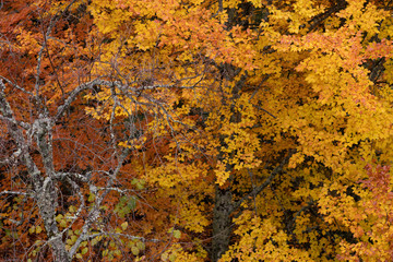 Autumn colors at Serra da Estrela