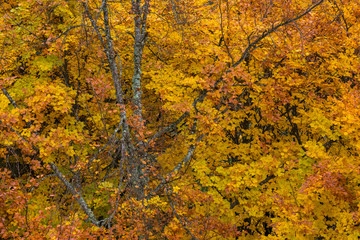 Autumn colors at Serra da Estrela