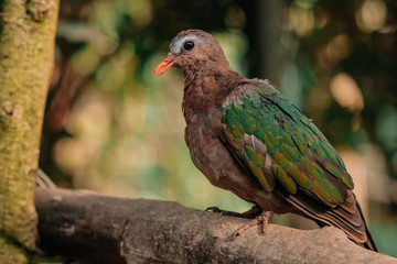 Common emerald dove or Chalcophaps indica sitting on a tree branch with sunshine pouring overhead. Close up of a tropical bird in natural conditions.